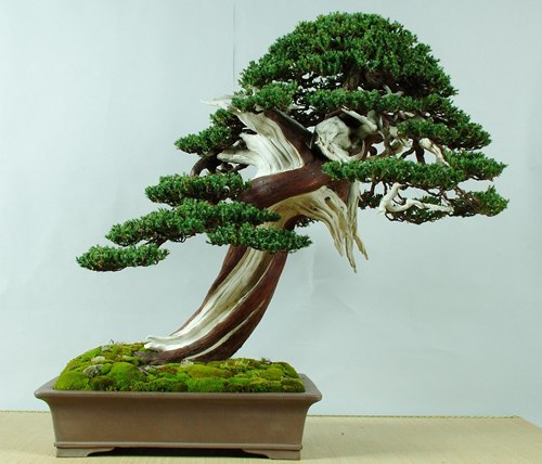bonsai02