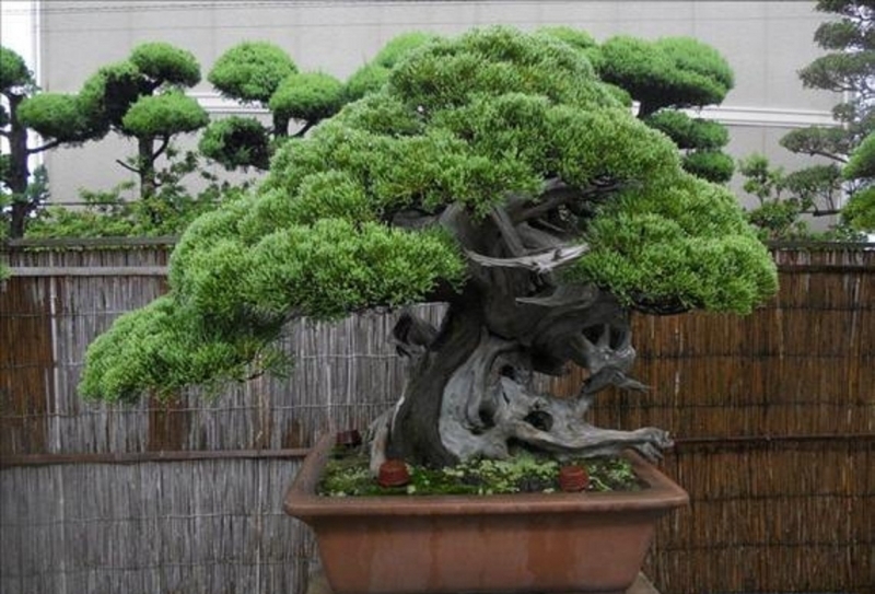 cay-bonsai-kimura-62594