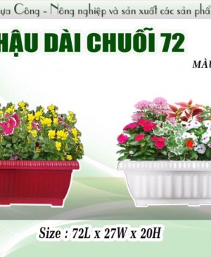 Chau dai chuoi 72