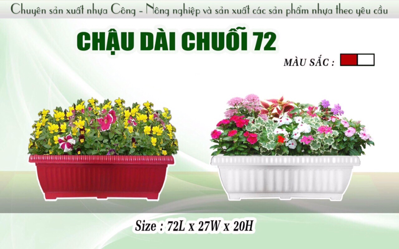 Chau dai chuoi 72