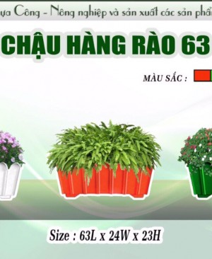 Chau hang rao 63