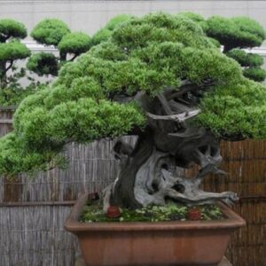 Cây bonsai 01
