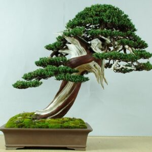 Cây bonsai 02
