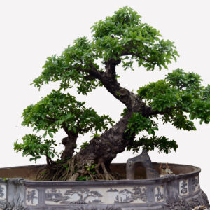 Cây bonsai 03