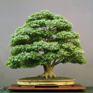 Cây bonsai 04